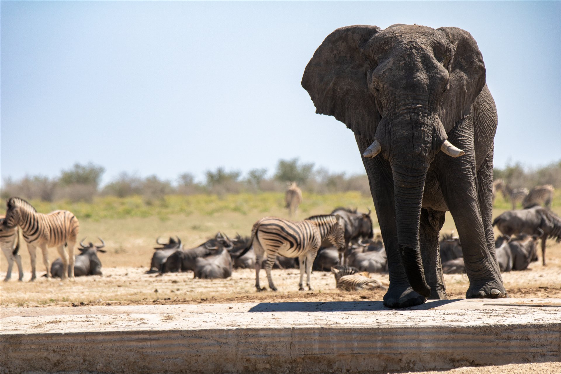 Namibia – Wildlife